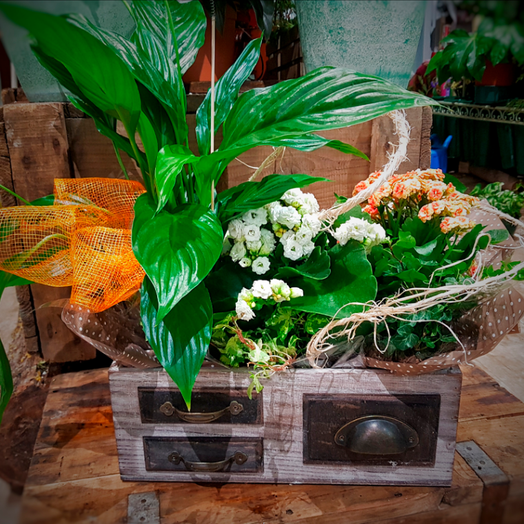 Caja de plantas&nbsp;1